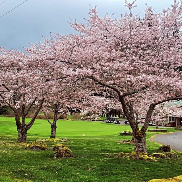 Purple flowering tree on golf course