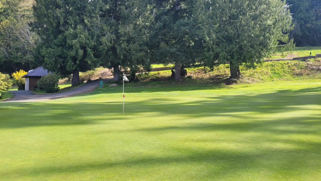 Trees near flag on golf course